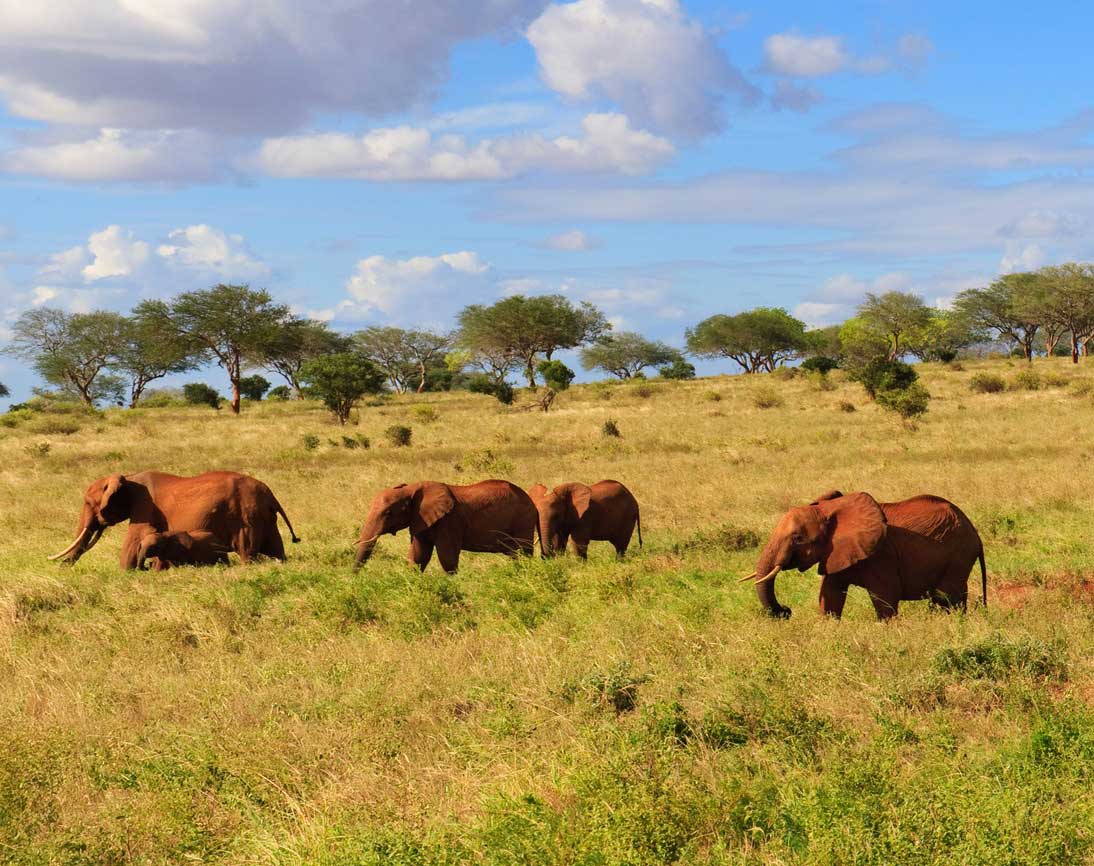 Safari Afrique, je viens tout juste de réserver des éléphants dans la savane africaine